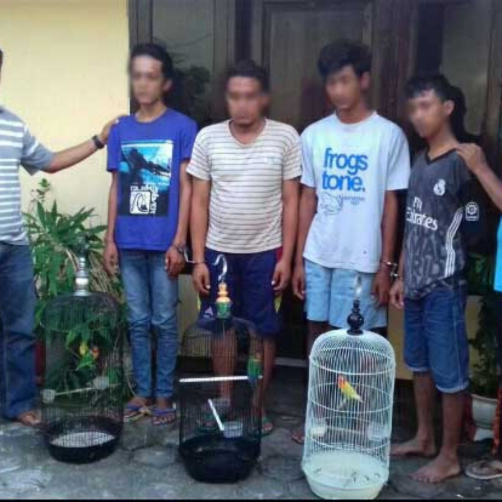 sindikat pencuri burung