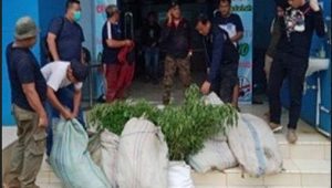 1.000 Pohon Ganja di Bukit Mandi Angin Pendopo Barat Empat Lawang