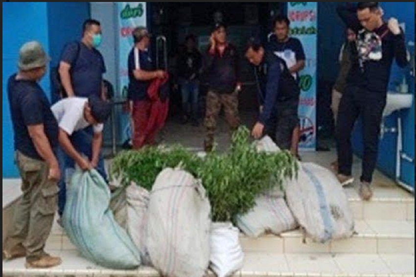 1.000 Pohon Ganja di Bukit Mandi Angin Pendopo Barat Empat Lawang