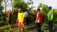 Pohon Tua Tumbang Arus Kediri – Kertosono Macet