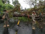 Pohon Asam Tumbang, Arus Lalu Lintas Macet Hingga Mengular Sepanjang 2 Km