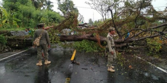 Pohon Asam Tumbang, Arus Lalu Lintas Macet Hingga Mengular Sepanjang 2 Km