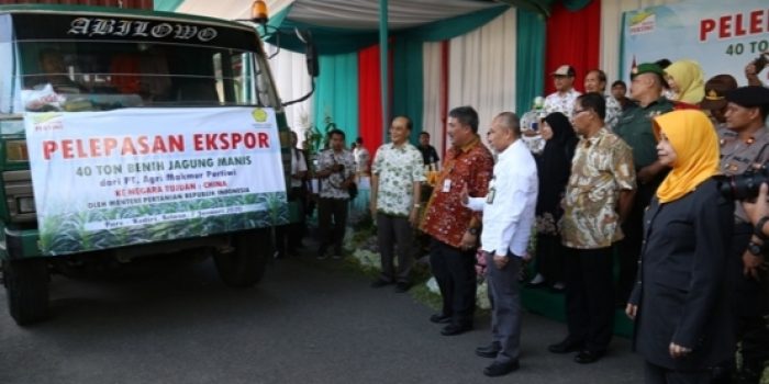 40 Ton Benih Jagung Manis Kabupaten Kediri di Ekspor Ke Cina