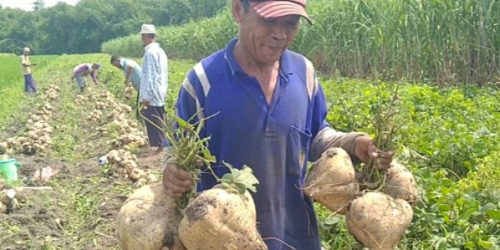 Warga Tugurejo Kediri, Berhasil Eksperimen Produk Bengkuang SLS