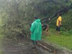 Akibat Di Guyur Hujan Serta Angin Pohon Tumbang Menutup Jalan Pantura Situbondo