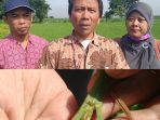 Antisipasi Serangan Hama Batang Wereng Coklat, Dispertanbun Kab Kediri Semprotkan Insektisida