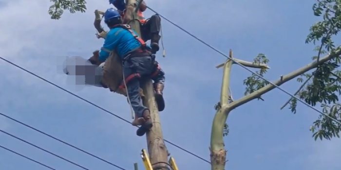 Tukang Las Warga Desa Maron Tewas di Atas Pohon Randu saat Cari Pakan Ternak