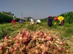 Diserang Ulat Grayak dan Hama Grandong, Petani Bawang Merah di Kediri Panen Awal