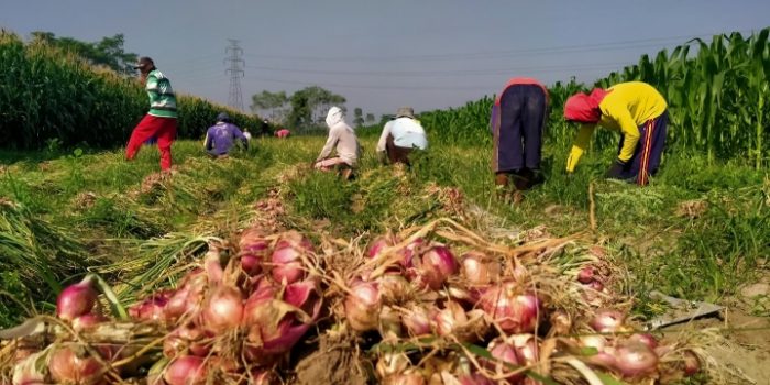 Diserang Ulat Grayak dan Hama Grandong, Petani Bawang Merah di Kediri Panen Awal