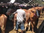 DPKH Situbondo Pastikan Stok Daging Sapi Cukup Untuk Kebutuhan Idul Adha