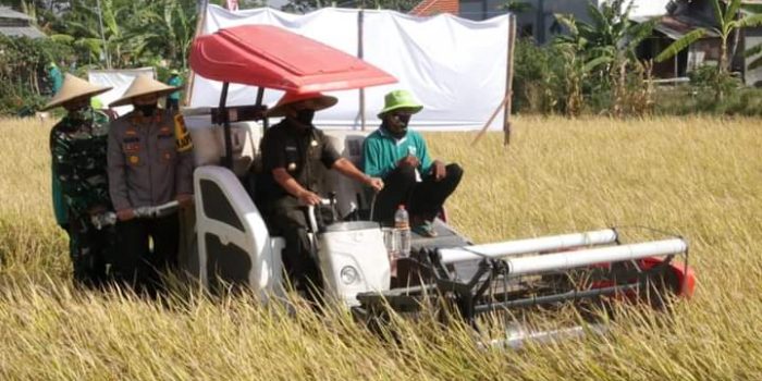 Tetap Survive di Masa Pandemi, Produksi Padi Lamongan Meningkat