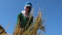 petani padi gagal panen rugi puluhan milyar