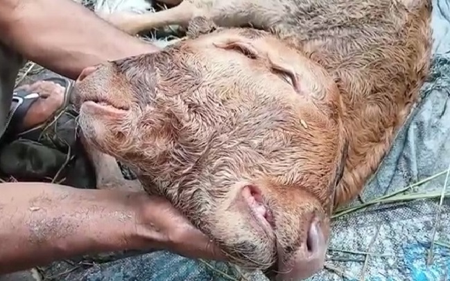 sapi berkepala dua dengan empat mata