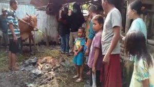 Sapi Berkepala Dua dengan Empat Mata, Baru Lahir, Gegerkan Warga Probolinggo