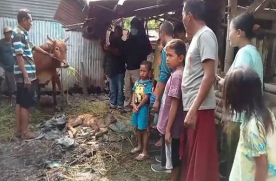 Sapi Berkepala Dua dengan Empat Mata