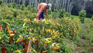 Faktor Cuaca Pengaruhi Harga Cabe di Bondowoso Capai Rp. 125 Ribu