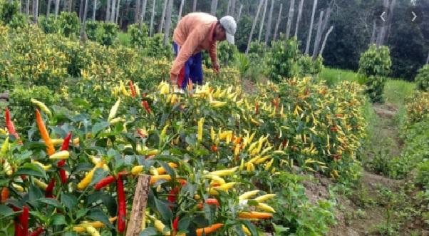 Faktor Cuaca Pengaruhi Harga Cabe di Bondowoso Capai Rp. 125 Ribu