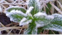 Fenomena Frost Kembali Melanda Wilayah Taman Nasional Bromo