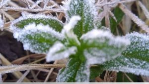 Fenomena Frost Kembali Melanda Wilayah Taman Nasional Bromo