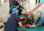 Aksi Dramatis Evakuasi Pria Pingsan di Atas Pohon Setinggi 15 Meter di Kepung Kediri