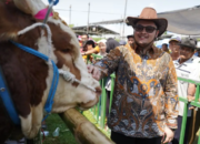 Ambisi Mas Dhito Jadikan Kontes Sapi Kabupaten Kediri Terbaik di Jawa Timur