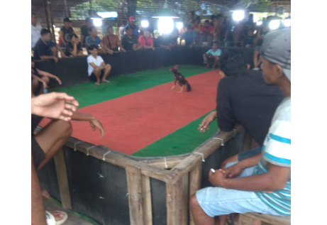 Arena Sabung Ayam Muncul Lagi di Trenggalek, Warga Resah,Dekat Masjid, Ramai Sampai Larut