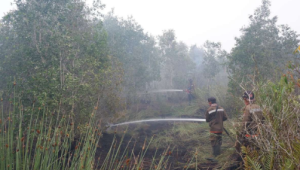 BPBD: Puluhan Hektar Lahan Terbakar di Kalimantan Selatan