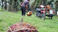 BPDPKS Fokus Tingkatkan Keterampilan Pekebun Sawit Lewat Pelatihan