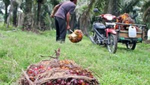 BPDPKS Fokus Tingkatkan Keterampilan Pekebun Sawit Lewat Pelatihan