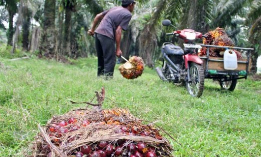 BPDPKS Fokus Tingkatkan Keterampilan Pekebun Sawit Lewat Pelatihan