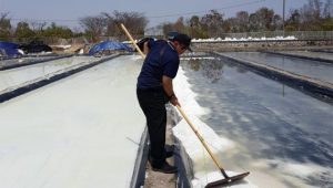 Pemanfaatan Lahan Garam Jadi Budidaya Ikan dan Udang Bawa Berkah