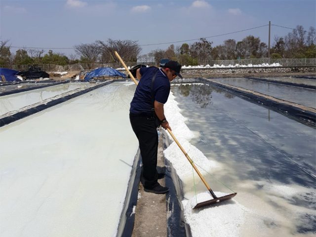 Pemanfaatan Lahan Garam Jadi Budidaya Ikan dan Udang Bawa Berkah