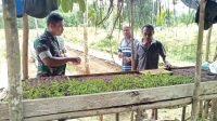 Babinsa Koramil Biak Timur Bantu Warga Kampung Rimba Jaya Menabur Bibit Cabai