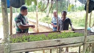 Babinsa Koramil Biak Timur Bantu Warga Kampung Rimba Jaya Menabur Bibit Cabai