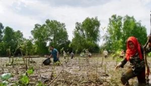 Berkutat dengan Lumpur, Menyelamatkan Bekantan di kawasan Mangrove Rambai