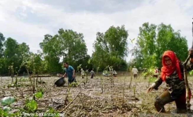 Berkutat dengan Lumpur, Menyelamatkan Bekantan di kawasan Mangrove Rambai