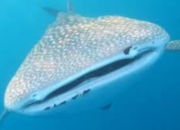 Bukan Bali atau Lombok! Inilah Destinasi yang Bikin Kamu Melongo Lihat Hiu Paus