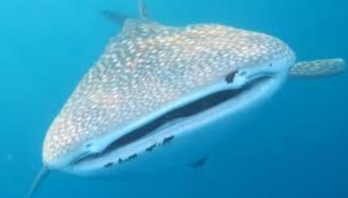Bukan Bali atau Lombok! Inilah Destinasi yang Bikin Kamu Melongo Lihat Hiu Paus