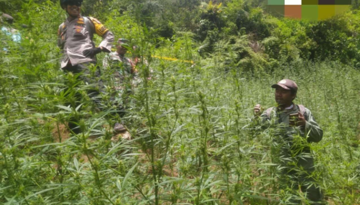 Bukan Ladang Luas, Tapi Petak Tersembunyi: Fakta Temuan Ganja di Bromo