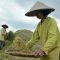 Bulog maksimalkan serap gabah petani pada panen raya