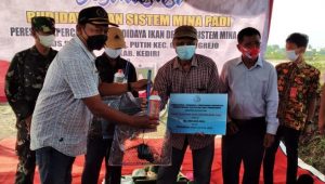 Pemkab Kediri Kembangkan Konsep Minapadi, Kementerian Kelautan Bantu 60 Paket