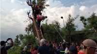 Manjat Pohon Setinggi 6 meter, Sampai di Atas Malah Mati