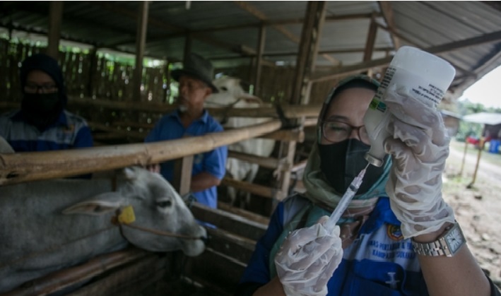 Cegah Kematian Ternak Sapi dan Meluasnya Virus PMK, Pemerintah  Percepat Vaksinasi