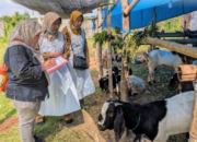 DKPP-Intensifkan-Pemeriksaan-Kesehatan-Hewan-Kurban-Di-Kabupaten-Kediri