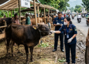 DKPP Intensifkan Pemeriksaan Kesehatan Hewan Kurban Di Kabupaten Kediri Jelang Idul Adha