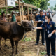 DKPP Intensifkan Pemeriksaan Kesehatan Hewan Kurban Di Kabupaten Kediri Jelang Idul Adha