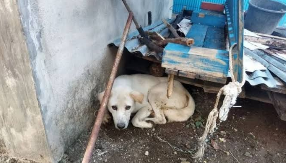 Delapan Hewan yang Dapat Menularkan Penyakit Rabies Pengetahuan Penting yang Perlu Diketahui