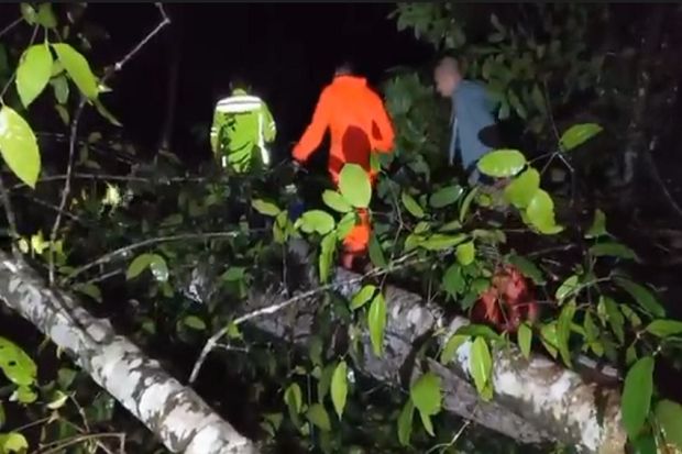 Diterjang Puting Beliung, Pohon Tumbang Hancurkan 2 Rumah Warga