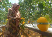 Eks TKI Taiwan Sukses Bangun Wisata Petik Melon Premium di Desa Madiun