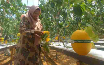 Eks TKI Taiwan Sukses Bangun Wisata Petik Melon Premium di Desa Madiun